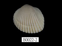 藏品(角毛蚶)的圖片